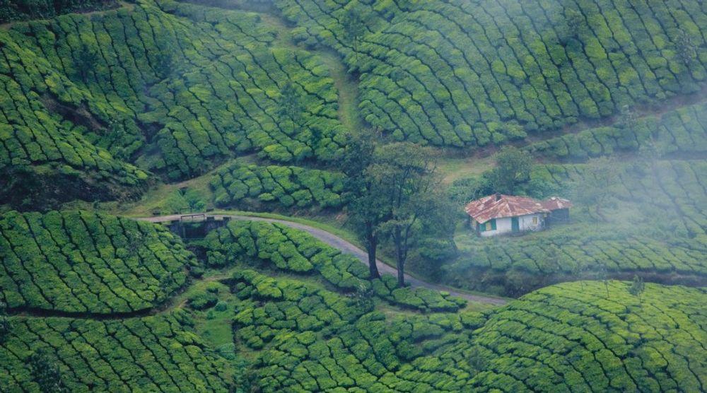 Munnar, Kerala