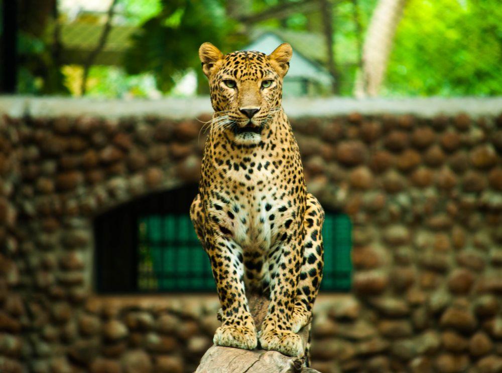 Mysuru Zoo