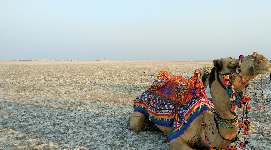 How to Visit Great Rann of Kutch: Essential Travel Guide
