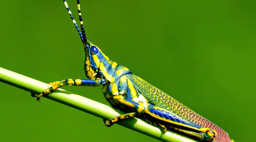 Painted Locust