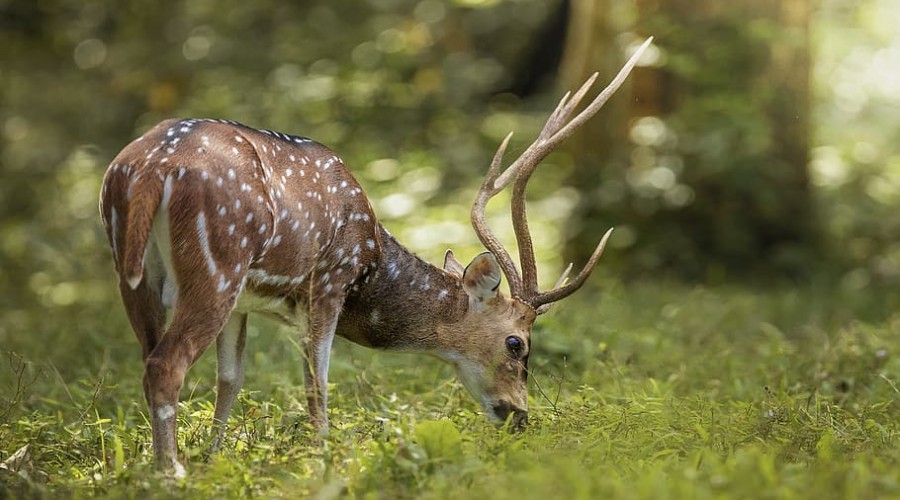 Top 23 Wildlife Sanctuaries and National Parks in Kerala - TT