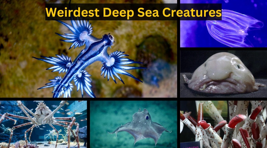 Strange creatures of the ocean deep – DW – 01/17/2018